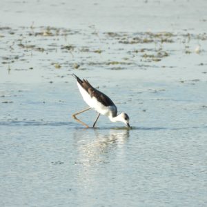 Echasse blanche Himantopus himantopus (Linnaeus, 1758)