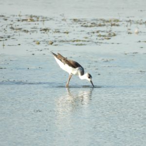 Echasse blanche Himantopus himantopus (Linnaeus, 1758)