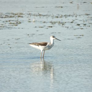 Echasse blanche Himantopus himantopus (Linnaeus, 1758)